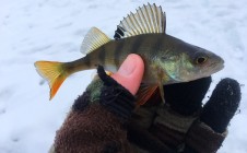 Фото рыбалки в городской округ Электросталь 11