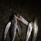 Фото рыбалки в Форель озерная 0