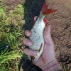 Рыбалка Красноперка