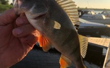 Фото рыбалки в Древерна 7