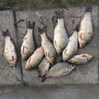Фото рыбалки в Сом 2