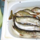 Фото рыбалки в Ерш, Плотва 7