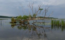 Фото рыбалки в Кузнецово, Красносельский район 0