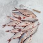 Фото рыбалки в Красноперка, Окунь, Щука 0
