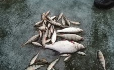 Фото рыбалки в Нижневоткинский лесоучасток 0