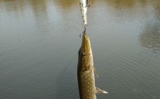 Фото рыбалки в Буда-Кошелёвский район 7