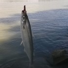 Фото рыбалки в Голавль 4