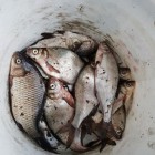 Фото рыбалки в Карась, Карп 1