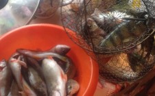 Фото рыбалки в Яйский муниципальный округ 8