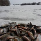 Фото рыбалки в Карась, Плотва, Уклейка 1