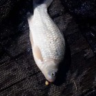 Фото рыбалки в Карп, Карась, Амур Белый 0