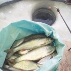 Фото рыбалки в Форель озерная 2