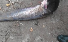 Фото рыбалки в Черноярский район 1