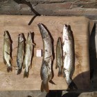 Фото рыбалки в Щука, Голавль, Жерех 1