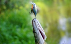 Фото рыбалки в Гридино, Орехово-Зуевский городской округ 0