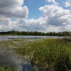 Фото рыбалки в Густера, Лещ, Плотва 0