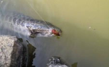 Фото рыбалки в городской округ Цюаньчжоу 2