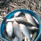 Фото рыбалки в Амур Белый, Окунь, Сазан, Сом, Судак 4