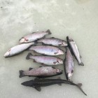 Фото рыбалки в Линь 6