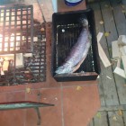 Фото рыбалки в Окунь, Судак, Щука 5