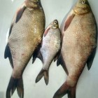 Фото рыбалки в Карась, Карп 2