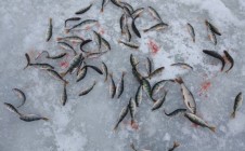 Фото рыбалки в Устье, Гдовский район 1