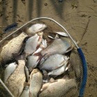 Фото рыбалки в Щука, Голавль, Жерех 7
