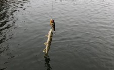 Фото рыбалки в Кудинцево 5