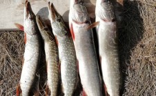 Фото рыбалки в Кувандыкский городской округ 3