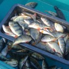 Фото рыбалки в Амур Белый, Окунь, Сазан, Сом, Судак 4