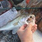 Фото рыбалки в Амур Белый, Окунь, Сазан, Сом, Судак 7