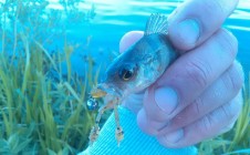 Фото рыбалки в Дубровня 7