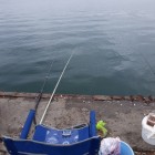 Фото рыбалки в Барабулька, Зеленушка, Скорпена-ёрш, Ставрида 2