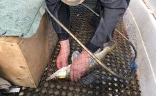 Фото рыбалки в Донаурово 1