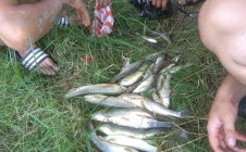 Фото рыбалки в район Туркибасы 0