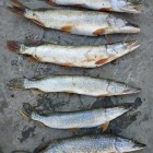 Фото рыбалки в Окунь, Щука 2