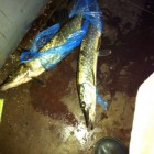 Фото рыбалки в Щука, Окунь 9