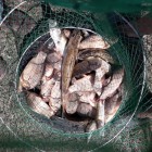 Фото рыбалки в Карась, Сазан, Судак 2
