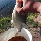 Фото рыбалки в Густера, Лещ, Плотва 5