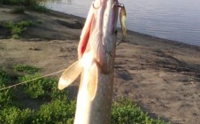 Фото рыбалки в городской округ Орёл 8