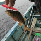Фото рыбалки в Форель озерная 3