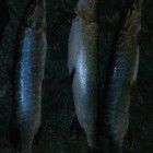 Фото рыбалки в Голавль 3