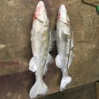 Фото рыбалки в Окунь, Судак 3
