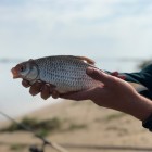 Фото рыбалки в Карась, Карп 5