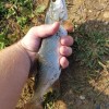 Рыбалка Жерех