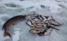 Фото рыбалки в Минская область 7