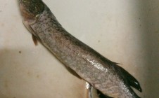 Фото рыбалки в Боровичи 10