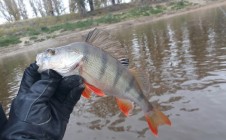 Фото рыбалки в Ярковский район 6