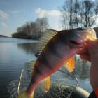 Фото рыбалки в Плотва 3