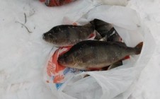 Фото рыбалки в Быково, Рыбинский район 0
